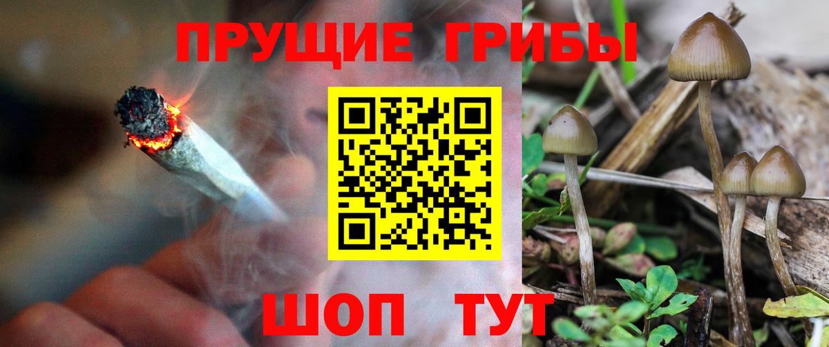 Псилоцибиновые грибы мицелий Муром
